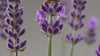 Lavender scent mood